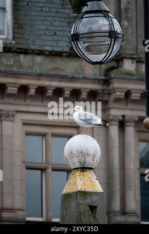 Un Herring Gull in Victoria Square, centro di Birmingham, West Midlands, Inghilterra, Regno Unito Foto Stock