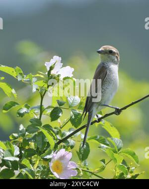 Shrike femmina con dorso rosso si siede su una rosa selvatica Foto Stock