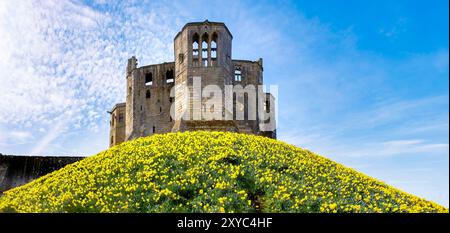 Le rovine storiche del castello di warkworth in pietra, in cima a una collina coperta da vibranti narcisi gialle sotto un cielo blu brillante con nuvole sparse. nortumberland Foto Stock