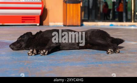 Primo piano di un cane nero randagio con un'etichetta sulle orecchie che dorme sull'asfalto di fronte a un centro commerciale in una giornata di sole. Foto Stock