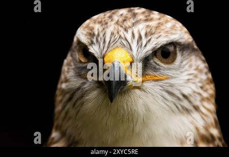 Re buzzard Foto Stock