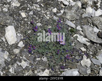 Sassifraga viola Foto Stock