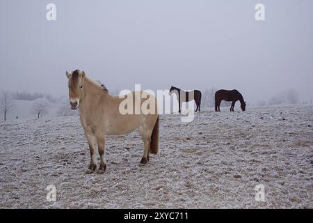 Cavallo su un pascolo coperto di brina in inverno Foto Stock