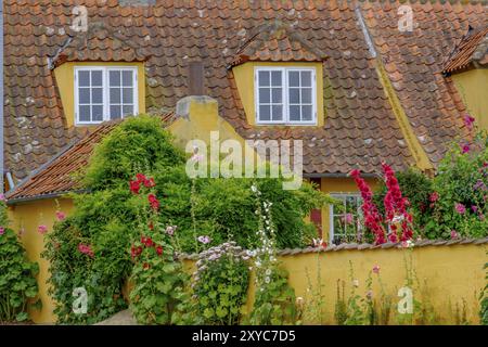 Casa con facciata gialla e tetto accanto a fiori in fiore nel giardino, svaneke, bornholm, Mar baltico, danimarca, scandinavia Foto Stock