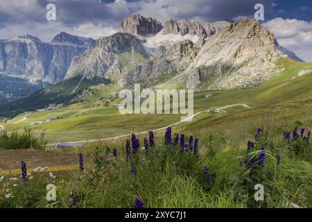 Vista sui prati e i fiori nel Gruppo del Sella Foto Stock