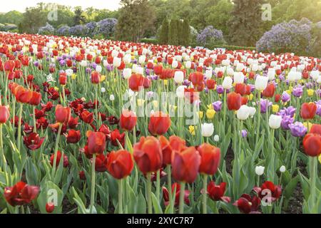 Tulip di bulbi di fiori in campo il giardino, stagione primaverile in Amsterdam Paesi Bassi Foto Stock