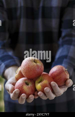 Uomo con red mele mature in mani Autumn harvest in verticale Foto Stock