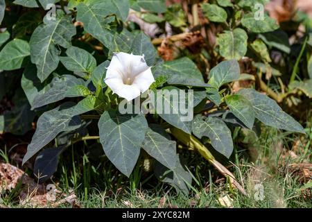 Pricklyburr (Datura innoxia) da Letaba, Kruger NP, Sudafrica. Foto Stock