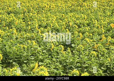 Campo di girasoli 07 Foto Stock