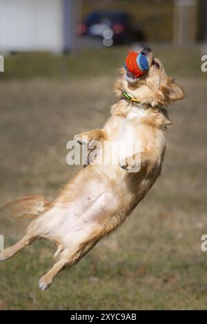 Piccolo cane che cattura una palla colorata. Il colpo d'azione di un cane che cattura la palla in aria Foto Stock