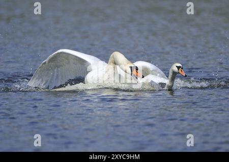 2 cigni muti maschi nella lotta fino alla morte Foto Stock