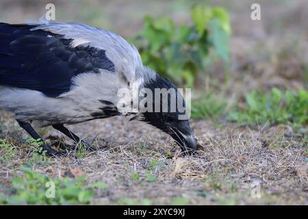 Carrion corvo in cerca di cibo. Corvo di Carrion in cerca di cibo sul mar baltico in autunno Foto Stock