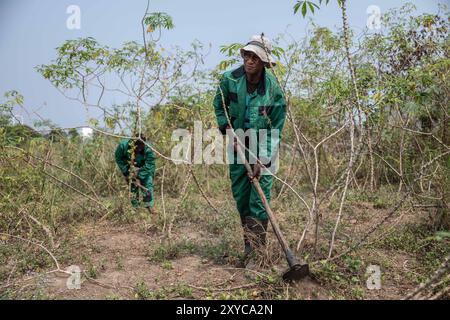 (240829) -- BRAZZAVILLE, 29 agosto 2024 (Xinhua) -- i dipendenti locali raccolgono la cassava presso il China-Aid Agriculture Technology Demonstration Center di Brazzaville, Repubblica del Congo, 3 agosto 2024. La manioca è un importante alimento di base in Africa, ma la sua produzione è stata a lungo ostacolata dalla mancanza di varietà migliori, tecniche agricole avanzate e impianti di trasformazione. La Cina, anche se non è un grande produttore di tuberi amilacei, è un mercato importante per la coltura e un potente centro di ricerca globale per le tecnologie legate alla manioca. In mezzo alla fiorente cooperazione agricola tra Cina e A. Foto Stock