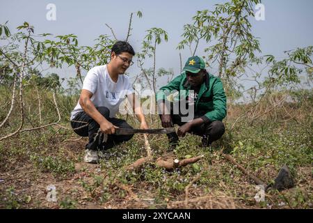 (240829) -- BRAZZAVILLE, 29 agosto 2024 (Xinhua) -- l'esperto cinese li Keming (L) e un dipendente locale raccolgono cassava presso il China-Aid Agriculture Technology Demonstration Center di Brazzaville, Repubblica del Congo, 3 agosto 2024. La manioca è un importante alimento di base in Africa, ma la sua produzione è stata a lungo ostacolata dalla mancanza di varietà migliori, tecniche agricole avanzate e impianti di trasformazione. La Cina, anche se non è un grande produttore di tuberi amilacei, è un mercato importante per la coltura e un potente centro di ricerca globale per le tecnologie legate alla manioca. In mezzo alla fiorente agricoltura Foto Stock