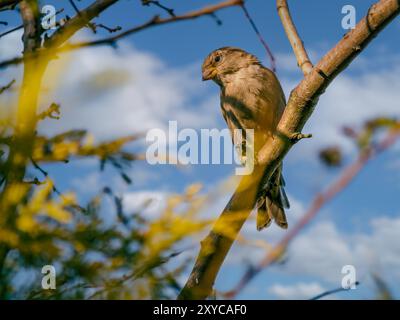 Maschio di casa passero seduto su un ramo di albero Foto Stock