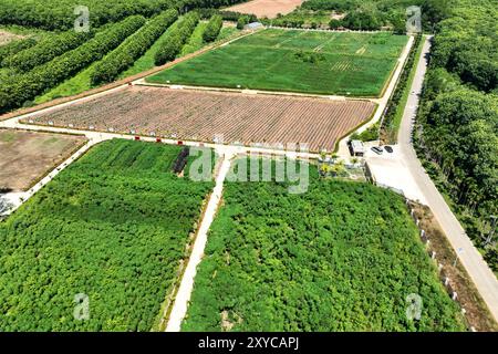 (240829) -- HAIKOU, 29 agosto 2024 (Xinhua) -- una foto di un drone aereo scattata il 10 luglio 2024 mostra una vista del National Cassava Germplasm Repository a Danzhou, nella provincia cinese meridionale di Hainan. La manioca è un importante alimento di base in Africa, ma la sua produzione è stata a lungo ostacolata dalla mancanza di varietà migliori, tecniche agricole avanzate e impianti di trasformazione. La Cina, anche se non è un grande produttore di tuberi amilacei, è un mercato importante per la coltura e un potente centro di ricerca globale per le tecnologie legate alla manioca. In mezzo alla fiorente cooperazione agricola tra Cina e Africa in Foto Stock