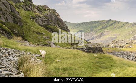 Vista da Moel yr Hydd vicino a Blaenau Ffestiniog, Gwynedd, Wales, Regno Unito Foto Stock