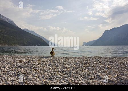 Anatra al lago di garda in italia Foto Stock