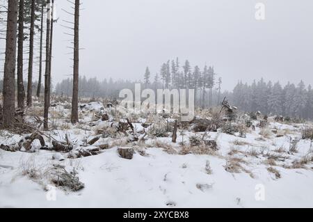 Nevica sul prato nella foresta di conifere, montagne di Harz, Germania, Europa Foto Stock