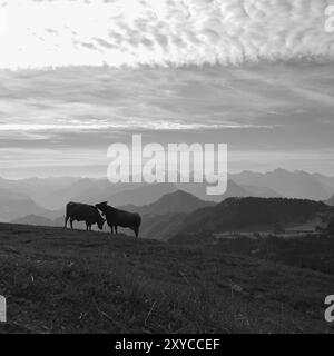 Mattina d'estate nelle Alpi svizzere. Due mucche sulla cima del monte Rigi e delle catene montuose Foto Stock