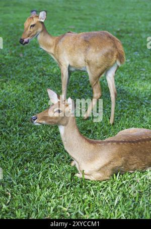 Due curiose caprioli sull'erba verde. Close up Foto Stock