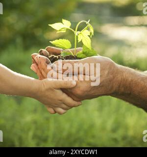 Le mani di uomo anziano e baby tenendo un giovane pianta contro un verde sfondo naturale in primavera. Concetto di ecologia Foto Stock