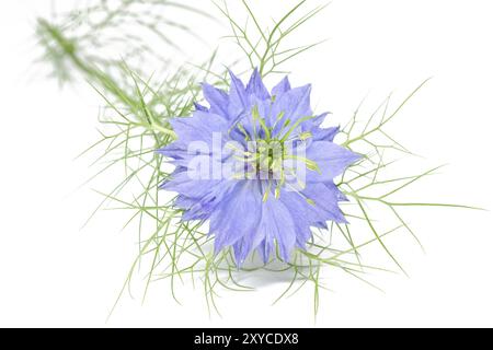 L'amore-in-un-MIST (Nigella damascena) Foto Stock