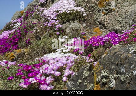 Fiore di mezzogiorno (Carpobrotus edulis) Foto Stock