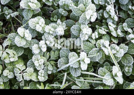 Natura inverno sfondo con foglie di menta selvatica coperti di bianco trasformata per forte gradiente il gelo e la formazione di cristalli di ghiaccio Foto Stock