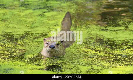 Lontra nuotare in acqua con lenti d'acqua verde Foto Stock