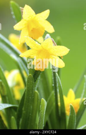 Due narcisi gialli freschi in un letto. I fiori gialli creano un bel contrasto con le foglie verdi e lo sfondo. Due narcisi gialli freschi i Foto Stock