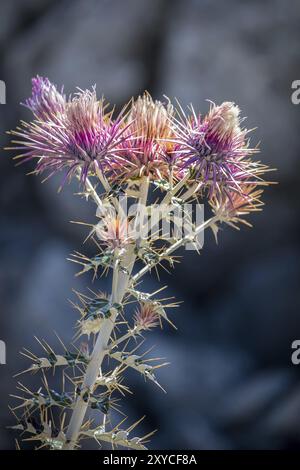 Seedhead del cardo, (Silybum marianum) Foto Stock