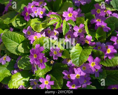 Fiori primaverili di Primula colorati. Foto Stock