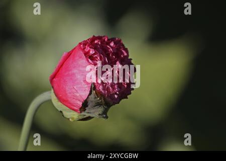 Poppy in rosa Foto Stock