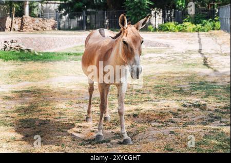 Turkmen kulan, una rara specie di asino selvatico asiatico, nel recinto dello zoo Foto Stock