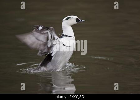 Merganser petto rosso, Mergellus albellus, puzza Foto Stock