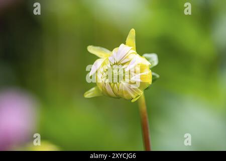 Fiore di una dalia bianca Foto Stock