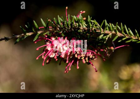 Stelo singolo di Grevillea Poorinda Rondeau. Arbusto nativo australiano con piccole foglie e fiori rosa e bianchi che attraggono uccelli. Inverno, Queensland. Foto Stock