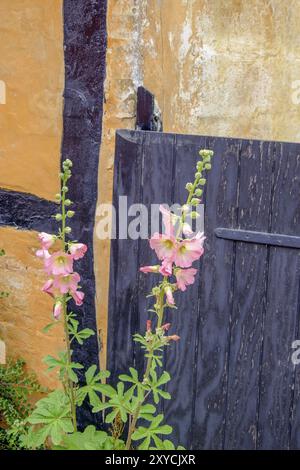 Alti fiori rosa di fronte a una parete gialla, intemprata, con cancello nero in legno, svaneke, bornholm, Mar baltico, danimarca, scandinavia Foto Stock