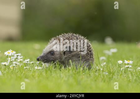 Riccio europeo (Erinaceus europaeus) animale adulto su un prato erboso con fiori a margherita in fiore in estate, Suffolk, Inghilterra, Regno Unito Foto Stock