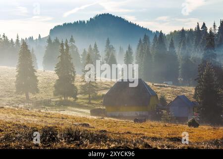 foresta di abeti rossi sulle colline di montagna in nebbia all'alba. paesaggio autunnale della romania. campagna remota Foto Stock
