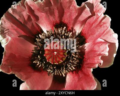 Bellissimo fiore di papavero in fiore sul nero Foto Stock