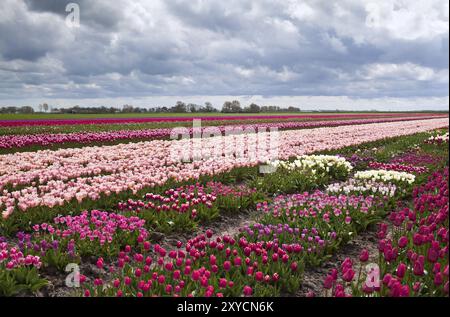 Campo con molti splendidi tulipani colorati Foto Stock