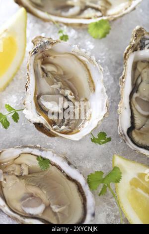 Ostriche fresche piatto servito in ghiaccio con i limoni Foto Stock