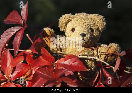 L'orso di Teddy sale nel vino selvatico Foto Stock