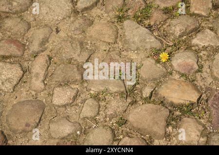 I leoni crescono ovunque Foto Stock