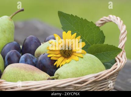 Cesto riempito con una disposizione di prugne e pere ricoperte da un fiore giallo decorativo. Cestino di vimini riempito con prugne viola appena raccolte Foto Stock