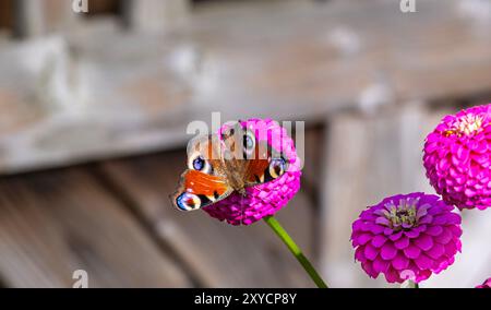 Una vibrante farfalla pavone arroccata su un brillante fiore di zinnia rosa in un giardino, che mostra la bellezza della natura e il delicato rapporto tra di loro Foto Stock