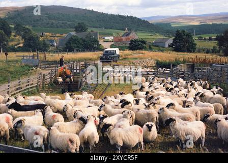 Scozia. Perth e Kinross. Fattoria vicino ad Alyth. Pecora scozzese Blackface in penna. (Foto storica degli anni '1970). Foto Stock