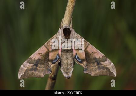 Sera a pavone, Smerinthus ocellata, falena degli occhi Foto Stock